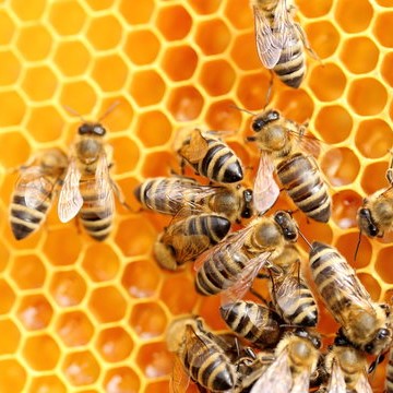 Einblick in die faszination der  Honigbienen